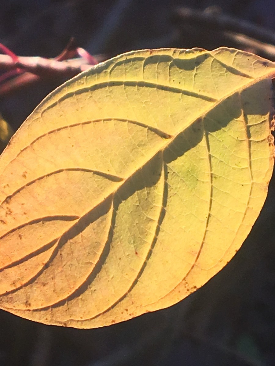 Die kleine Ayurveda&nbsp;Kunde