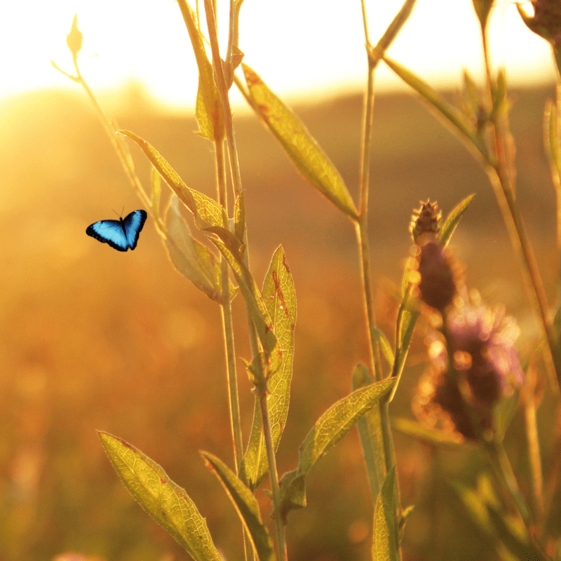 Podcastfolge #21                                                     Druck loslassen&nbsp;Meditation