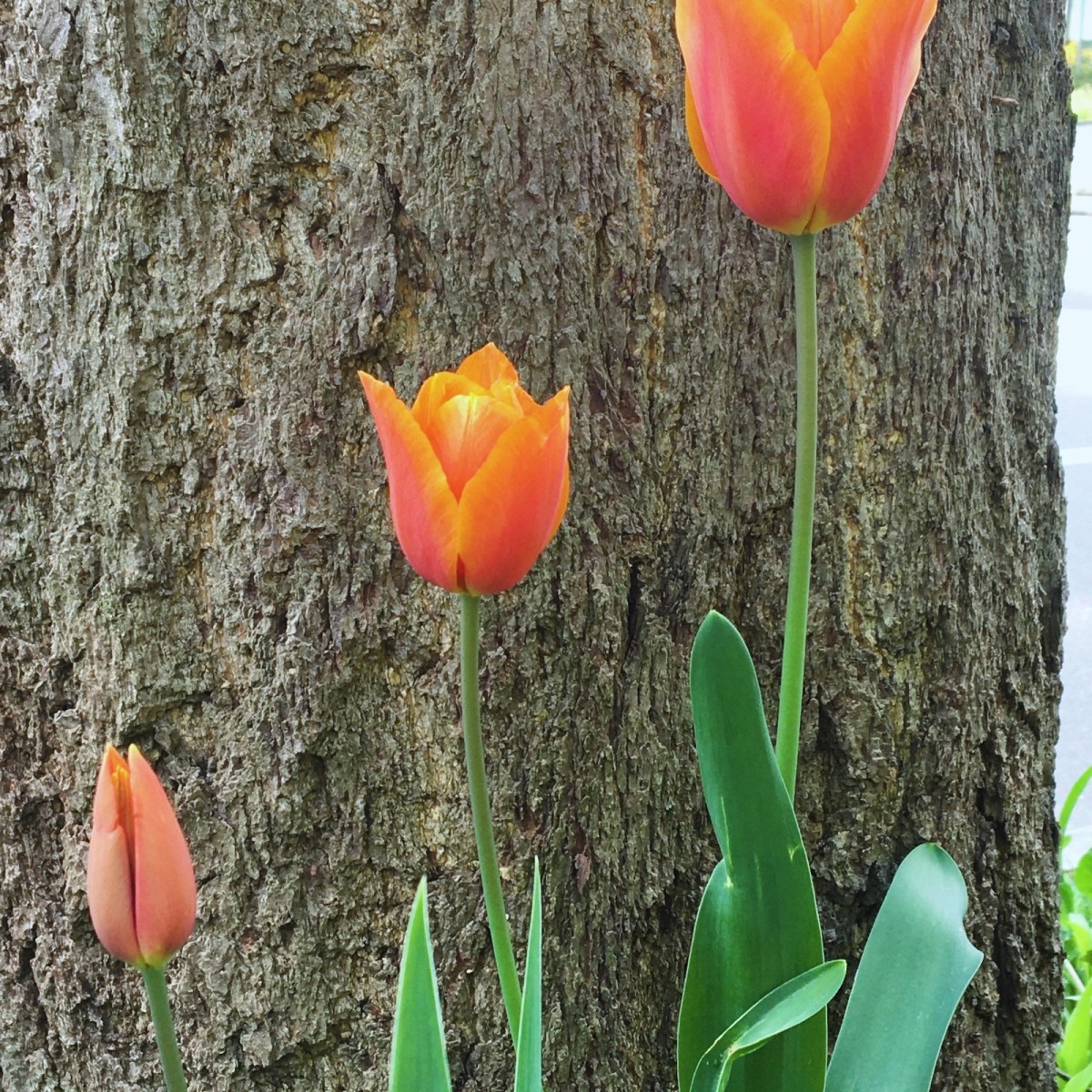 Podcastfolge #87 Wie ich negative Gedanken & Gefühle schneller wieder loslassen&nbsp;kann